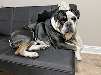 Pups groom. train. love. - Photo 9 - Car repair in Salt Lake City, UT, Salt Lake City