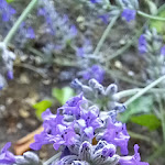 Photo n°3 de l'avis de Dario.a fait le 26/06/2023 à 05:13 sur le  Villa Belfiore Hotel à Ostellato