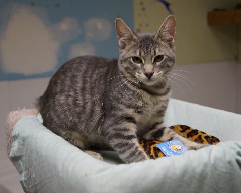 Thrift Store «West Plains Regional Animal Shelter», reviews and photos, 1438 State Rte BB, West Plains, MO 65775, USA