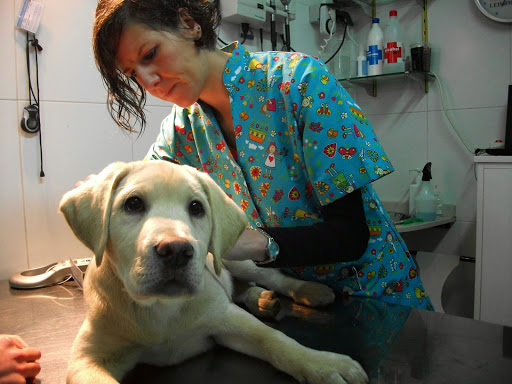 Hospitales y veterinarios de urgencia en Mos de 2024
