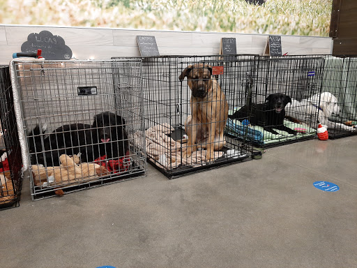 Pet Supply Store «Petco Animal Supplies», reviews and photos, 1080 Washington Square Center, Washington, MO 63090, USA