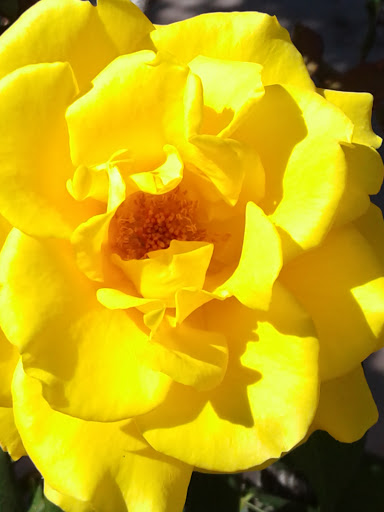 City Park «Steele Indian School Park», reviews and photos, 300 E Indian School Rd, Phoenix, AZ 85012, USA