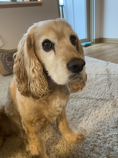 Meridian Street Veterinary image