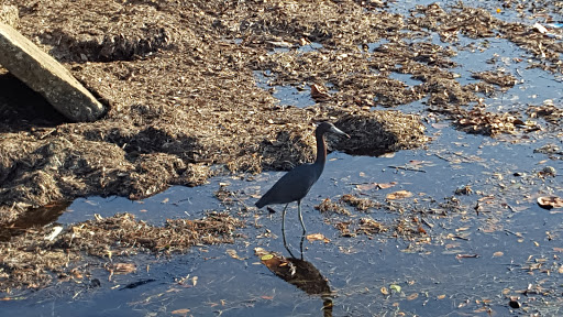 Park «Josiah Cephus Weaver Park», reviews and photos, 1258 Bayshore Blvd, Dunedin, FL 34698, USA