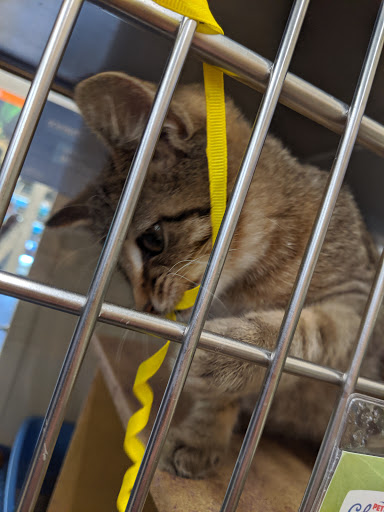 Pet Supply Store «PetSmart», reviews and photos, 5011 Grande Shops Ave, Medina, OH 44256, USA