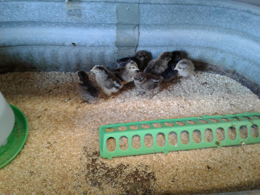 Garden Center «Animals and Gardens Unlimited», reviews and photos, 14 Jacobstown Rd, New Egypt, NJ 08533, USA