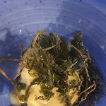 Photo n°3 de l'avis de Francesca.e fait le 15/07/2022 à 03:46 sur le  Miseria e Nobiltà à Lido Marini