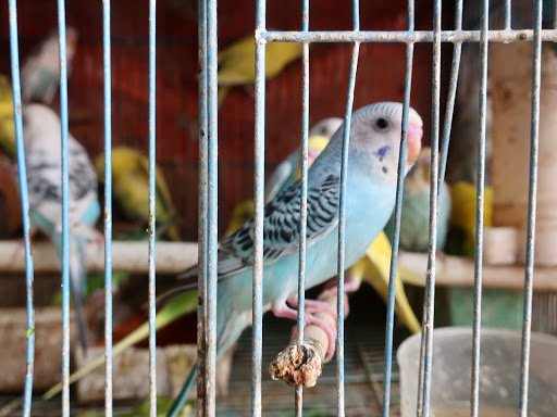 Hoang Son Bird Shop