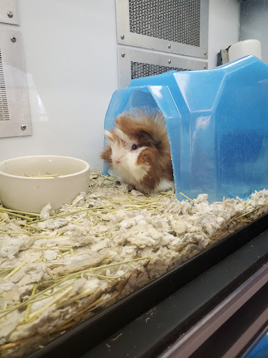 Pet Supply Store «Petco Animal Supplies», reviews and photos, 5177 Eldorado Pkwy, Frisco, TX 75033, USA