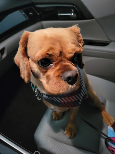 Pet Supply Store «PetSmart», reviews and photos, 3081 S 5600 W, Salt Lake City, UT 84120, USA