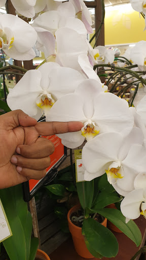 Grocery Store «Albertsons», reviews and photos, 2321 W University Dr, Denton, TX 76201, USA