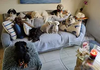 Judy's Pet Boarding - Car repair in , Port St. Lucie - Rated 5.0/5