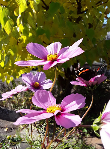 Biogärtnerei am Hirtenweg - Riehen