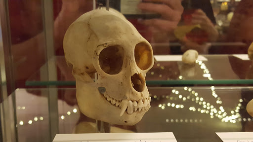 Natural History Museum «Natural History Society of Maryland», reviews and photos, 6908 Belair Rd, Baltimore, MD 21206, USA