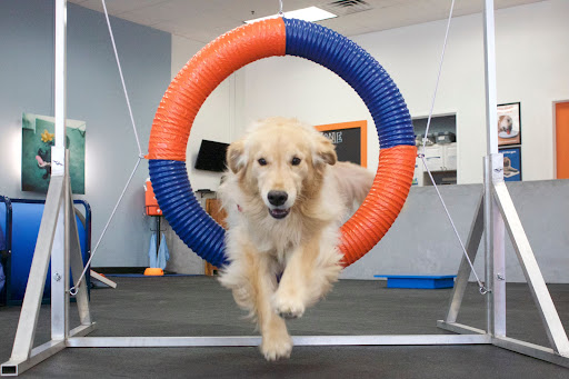 Zoom Room Dog Training