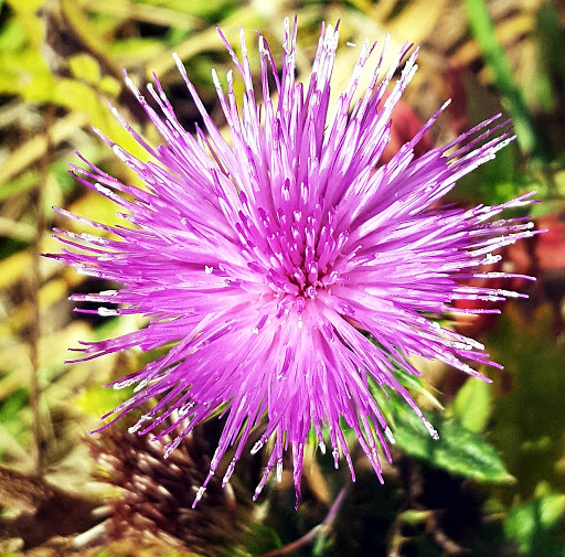 Park «Powell Butte Nature Park», reviews and photos, 16160 SE Powell Blvd, Portland, OR 97236, USA