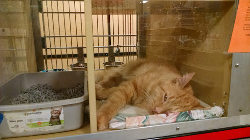 Pet Supply Store «PetSmart», reviews and photos, 400 Universal Dr N, North Haven, CT 06473, USA