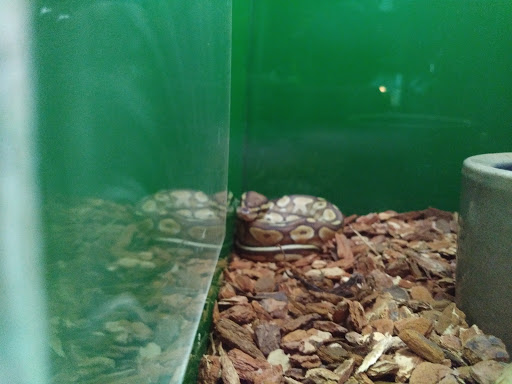 Pet Store «Pets Plus-Reptiles & Exotic», reviews and photos, 421 West Ave, Lockport, NY 14094, USA