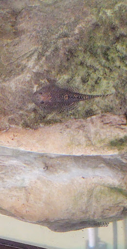 Tropical Fish Store «Reef Life Aquariums», reviews and photos, 5511 US-280 #310, Birmingham, AL 35242, USA