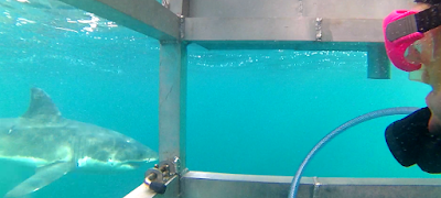 Photos of Shark Experience - Shark Cage Diving