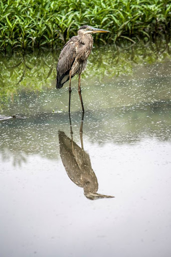 Nature Preserve «Melvin L. Newman Wetlands Center», reviews and photos, 2755 Freeman Rd, Hampton, GA 30228, USA
