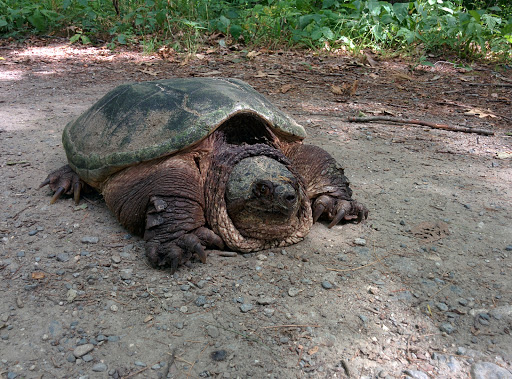 Wildlife Refuge «Great Meadows National Wildlife Refuge», reviews and photos, 73 Weir Hill Rd, Sudbury, MA 01776, USA