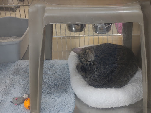 Pet Supply Store «PetSmart», reviews and photos, 4794 Jimmy Lee Smith Pkwy #108, Hiram, GA 30141, USA