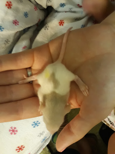 Pet Store «Kamms Plaza Pet & Supply», reviews and photos, 17454 Lorain Ave, Cleveland, OH 44111, USA