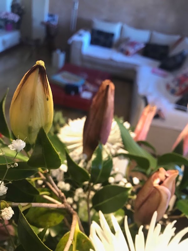 Imagen de Floristería Adiantum (2 de 6)