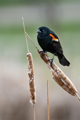 Park «French Regional Park», reviews and photos, 12605 Rockford Rd, Plymouth, MN 55441, USA