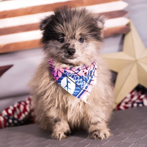 Pet Store «Pet Planet», reviews and photos, 11968 S Redwood Rd, Riverton, UT 84065, USA