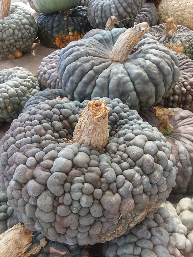 Greenhouse «Wentworth Greenhouses», reviews and photos, 141 Rollins Rd, Rollinsford, NH 03869, USA