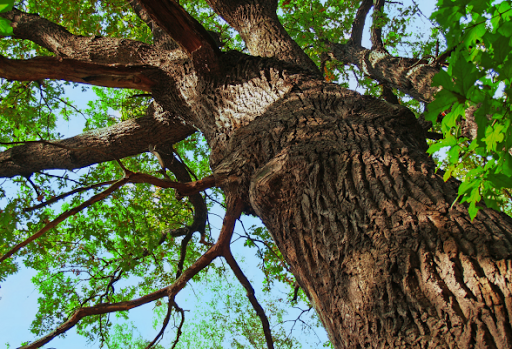 Cabrera's Tree Service, Inc.