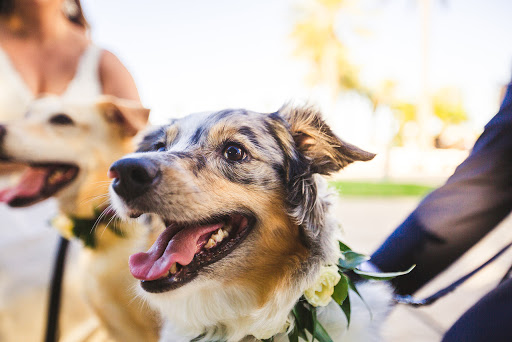 Florist «Events in Bloom», reviews and photos, 9637 Palm River Rd, Tampa, FL 33619, USA