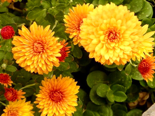 Florist «Gardelina Flowers», reviews and photos, 21100 Dulles Town Cir #299, Sterling, VA 20166, USA