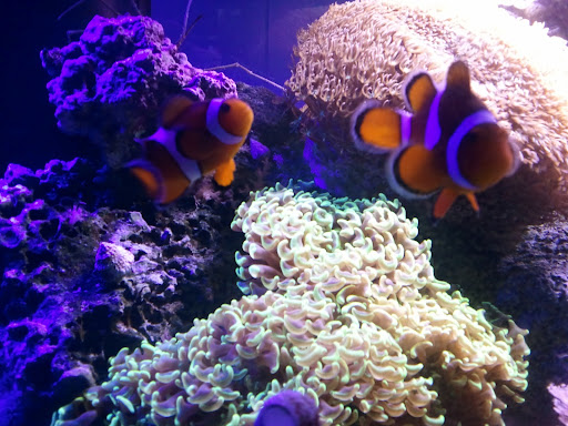 Tropical Fish Store «Aquariums Alive», reviews and photos, 119 broadway, Hicksville, NY 11801, USA