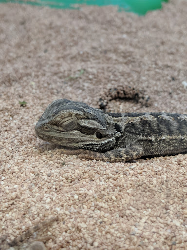 Pet Supply Store «Pet Supermarket, Inc.», reviews and photos, 598 N McCarran Blvd, Sparks, NV 89431, USA