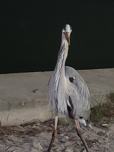 Recreation Center «Gulfport Recreation Center», reviews and photos, 5730 Shore Blvd S, Gulfport, FL 33707, USA