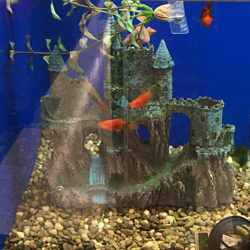 Pet Supply Store «Pet Supplies Plus», reviews and photos, 2100 W Grand River Ave, Okemos, MI 48864, USA