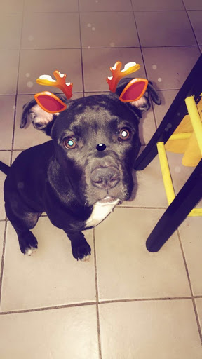 Pet Store «Abrams and Weakley General Store for Animals», reviews and photos, 3963 N 6th St, Harrisburg, PA 17110, USA