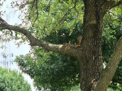 Park «Armstrong Park», reviews and photos, 100 James Collins Blvd, Duncanville, TX 75116, USA