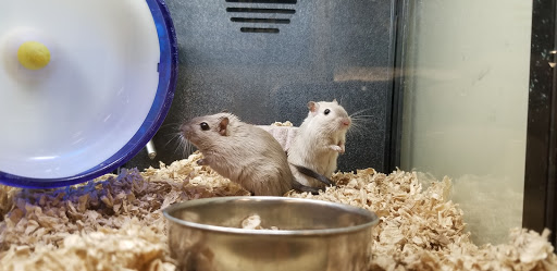 Pet Supply Store «PetSmart», reviews and photos, 8204 Leesburg Pike, Vienna, VA 22182, USA