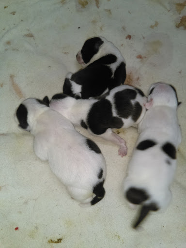 Animal Hospital «Animal Medical Corpus Christi», reviews and photos, 6822 Everhart Rd, Corpus Christi, TX 78413, USA