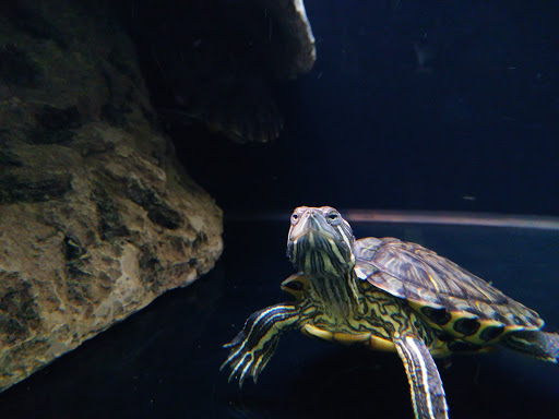 Pet Supply Store «Petco Animal Supplies», reviews and photos, 2824 Long Beach Rd, Oceanside, NY 11572, USA