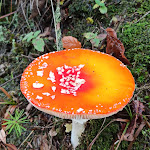 Photo n°2 de l'avis de Ralli.o fait le 27/10/2020 à 19:32 sur le  KuliMaarik à Daun