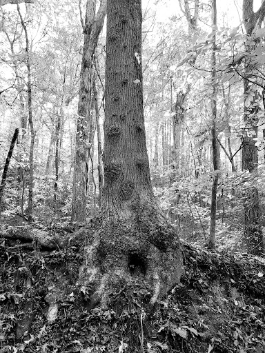 Battle Site «Allatoona Pass Battlefield», reviews and photos, Old Allatoona Rd SE, Cartersville, GA 30121, USA