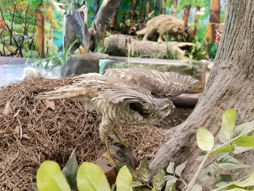 Nature Preserve «Tacoma Nature Center», reviews and photos, 1919 S Tyler St, Tacoma, WA 98405, USA