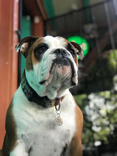 Thrift Store «Lucky Dog Clothing», reviews and photos, 8201 Greenwood Ave N, Seattle, WA 98103, USA