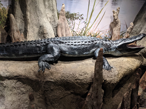 Aquarium «North Carolina Aquarium on Roanoke Island», reviews and photos, 374 Airport Rd, Manteo, NC 27954, USA