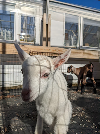 Florist «Sunnyside Florists-Greenhouses», reviews and photos, 117 Buck St, Bangor, ME 04401, USA